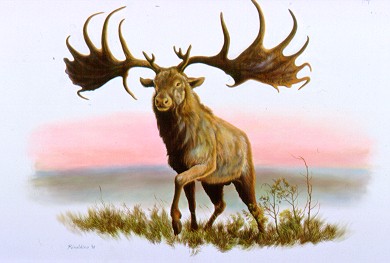 Irish Elk Fossil